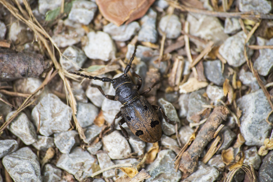 Herophila tristis - selymes alkonycincér