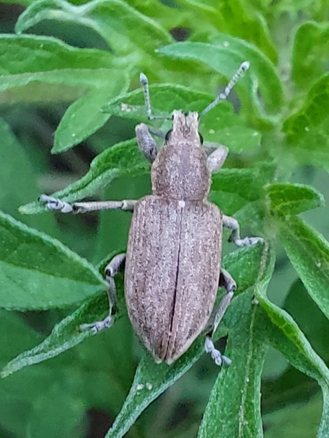 Tanymecus palliatus - közönséges hegyesfarúbarkó