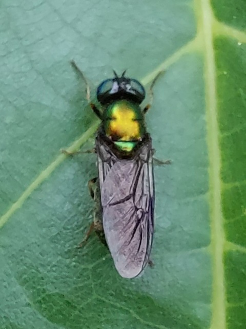 Chloromyia formosa - közönséges fémeslégy