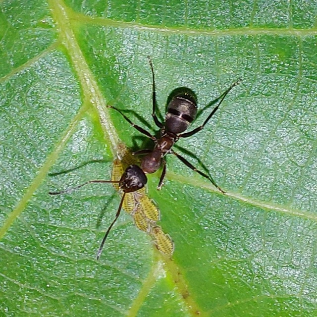 Panaphis juglandis