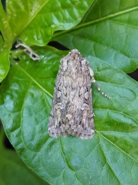 Dichagyris forcipula - szürkésbarna földibagoly