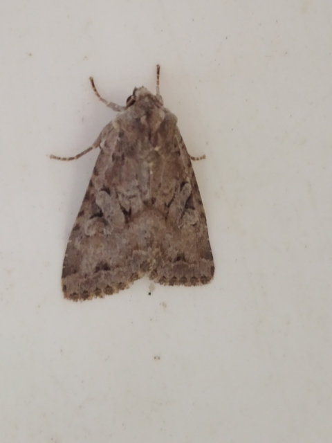 Apterogenum ypsillon - ipszilon-erdeibagoly