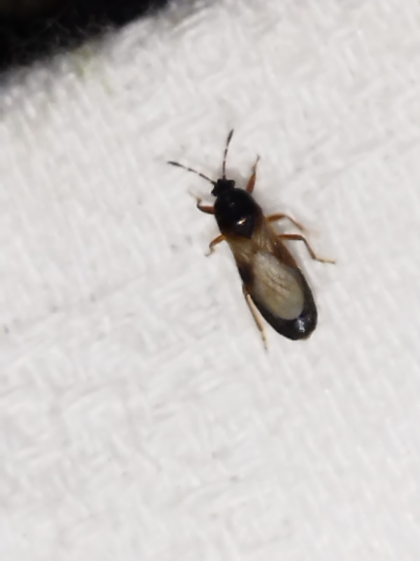 Dimorphopterus blissoides - keleti karcsúbodobács