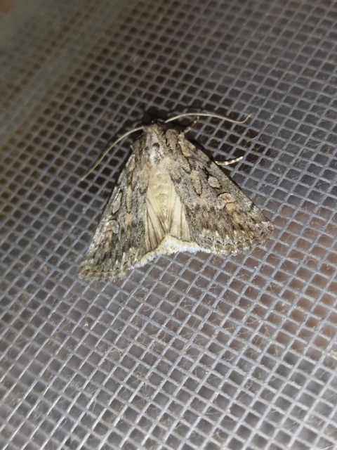 Dichagyris forcipula - szürkésbarna földibagoly