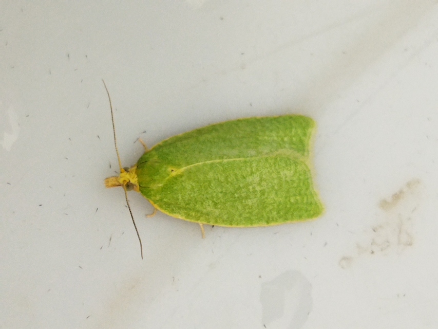 Tortrix viridana - tölgyilonca