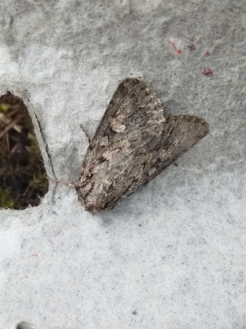 Dichagyris forcipula - szürkésbarna földibagoly