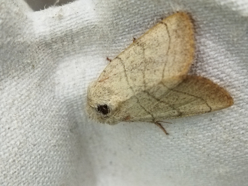 Charanyca trigrammica - háromsávos lombbagoly
