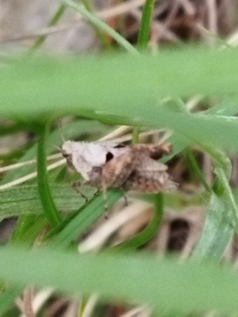 Tetrix bipunctata - kétpettyes tövishátúsáska