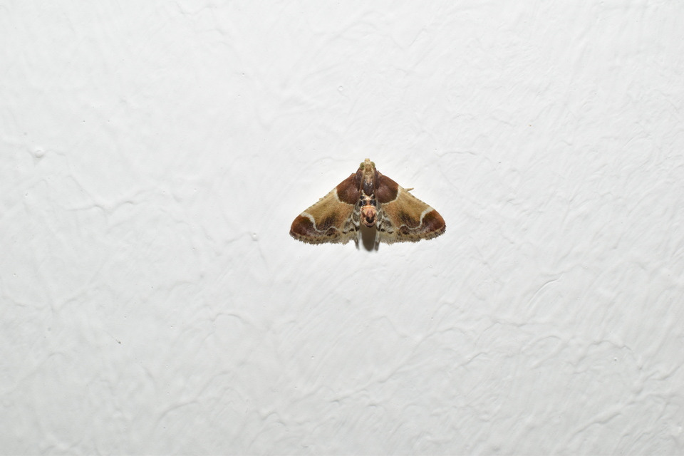 Pyralis farinalis - lisztilonca