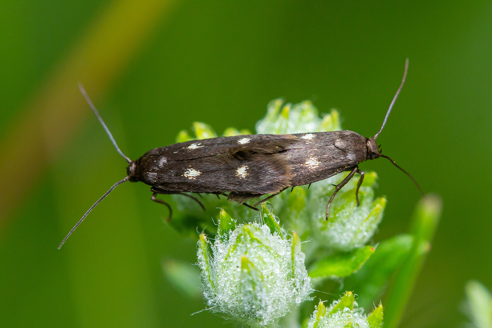 Parascythris muelleri - kétpettyes zöldmoly