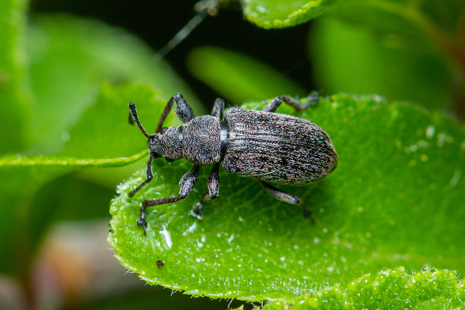 Phyllobius pyri - gyümölcsfa-levélormányos