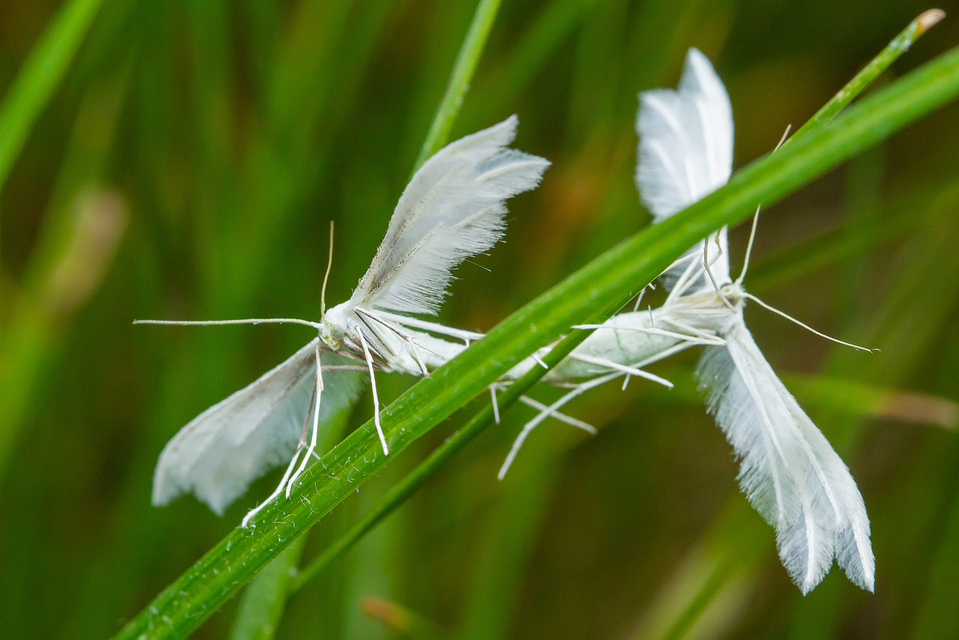 Pterophorus pentadactyla - fehér tollasmoly