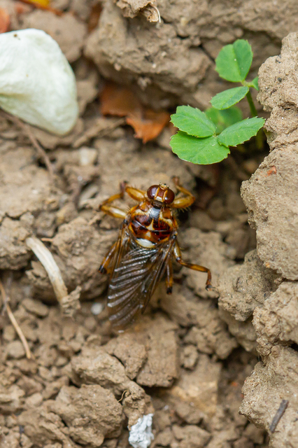 Hippoboscidae - kullancslegyek