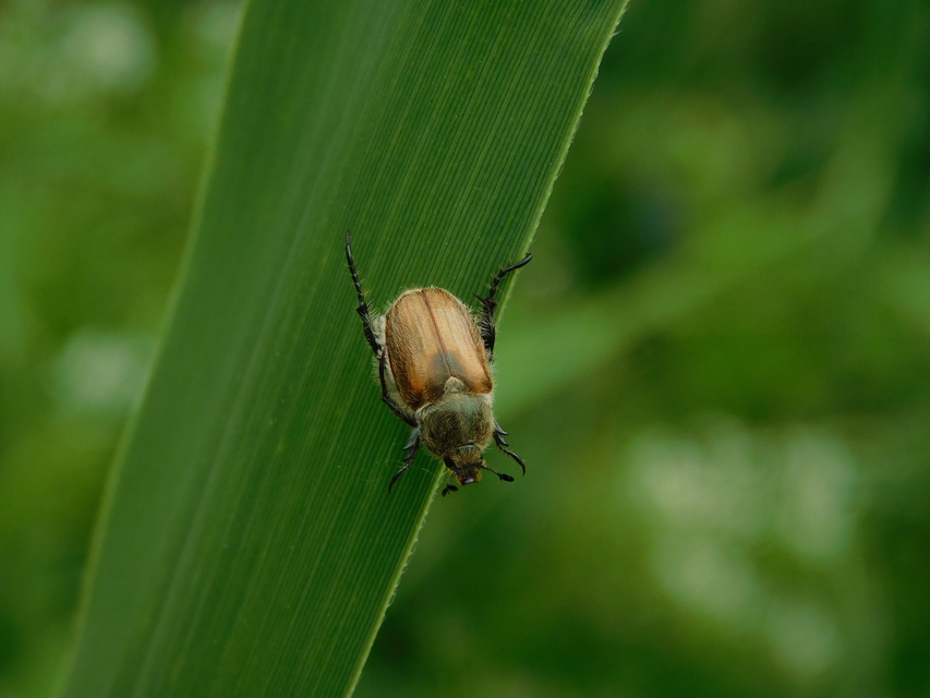 Chaetopteroplia segetum - rozsszipoly