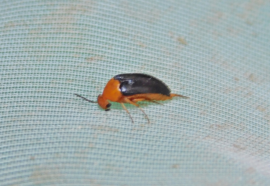 Mordellochroa milleri Mordellochroa milleri
