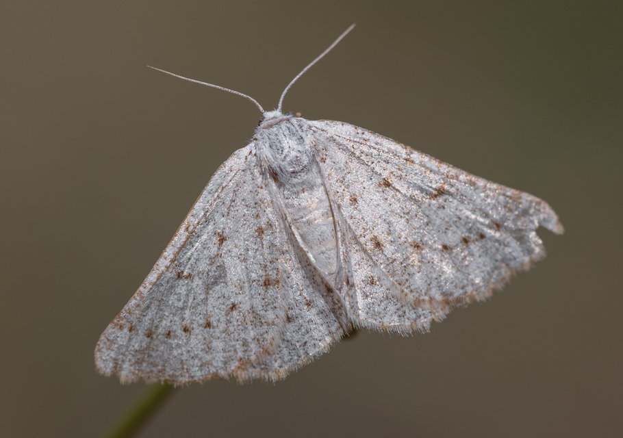 Dyscia conspersaria - sziklaüröm-araszoló
