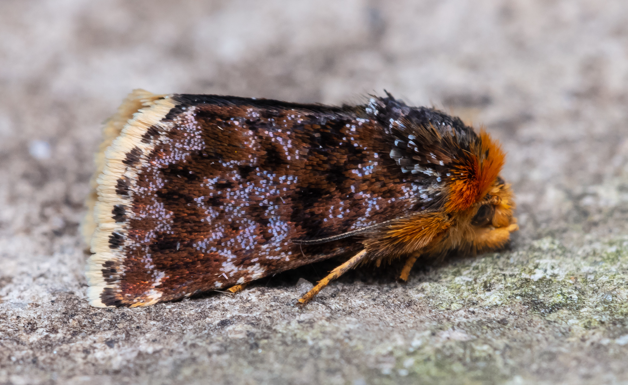 Apaustis rupicola - kakukkfű-törpebagoly