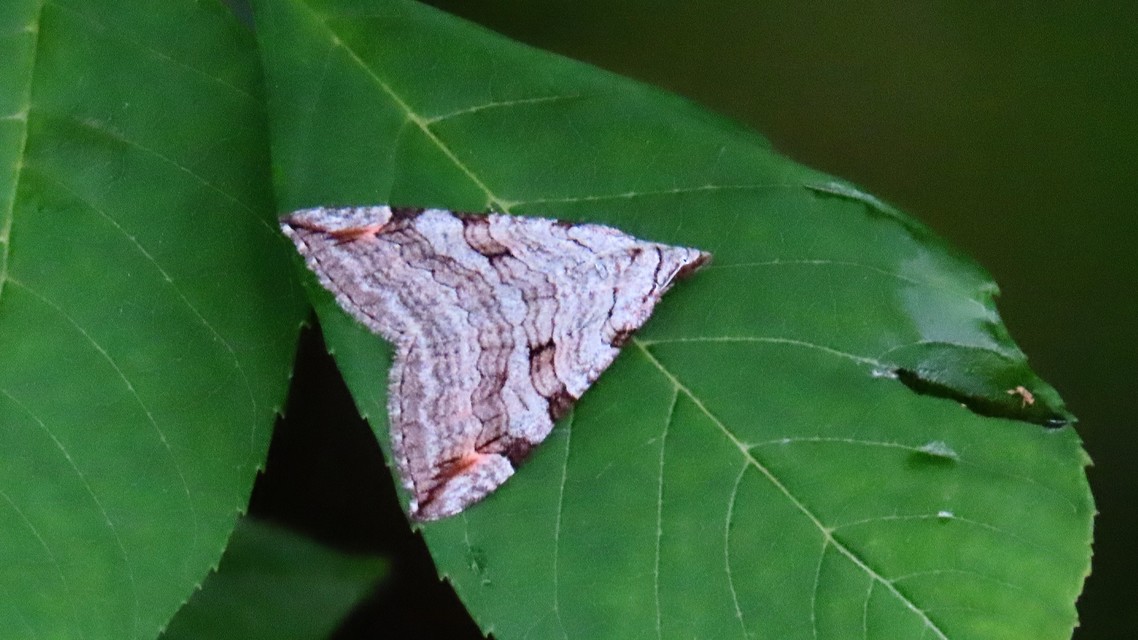 Aplocera efformata/plagiata