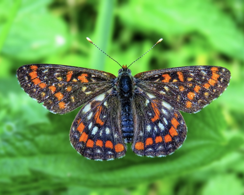Euphydryas maturna - díszes tarkalepke