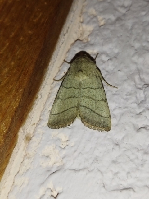 Charanyca trigrammica - háromsávos lombbagoly