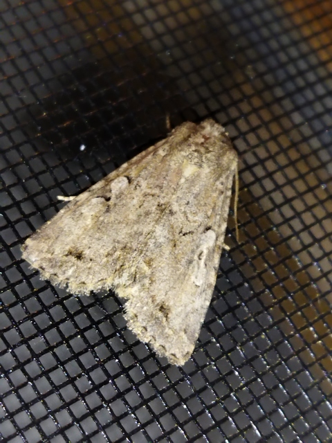 Apterogenum ypsillon - ipszilon-erdeibagoly