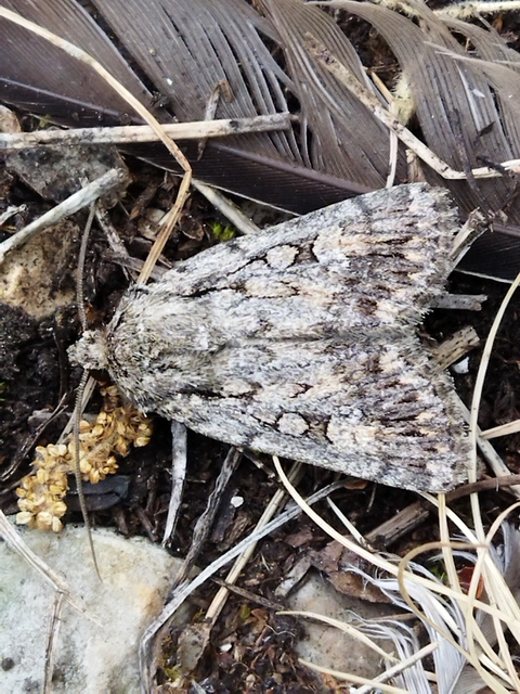 Dichagyris forcipula - szürkésbarna földibagoly