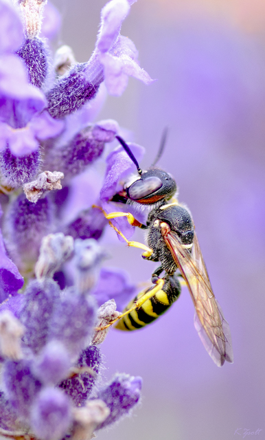 Philanthus triangulum - közönséges méhfarkas