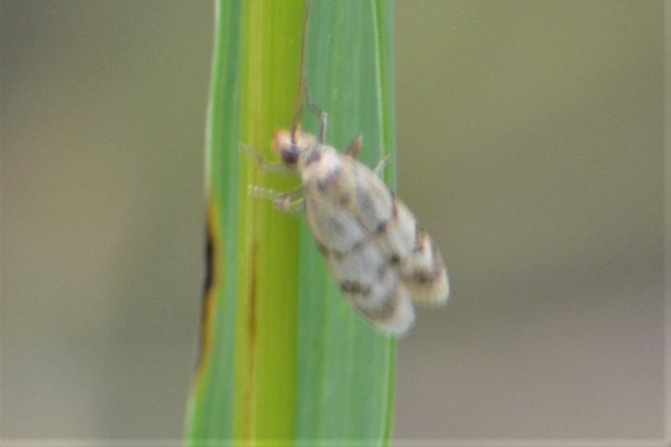 Homoeosoma sinuella - agyagsárga karcsúmoly