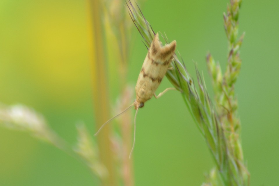 Homoeosoma sinuella - agyagsárga karcsúmoly