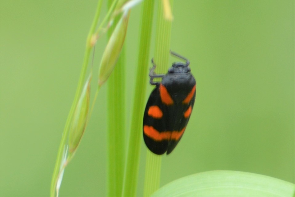 Cercopis arcuata/sanguinolenta