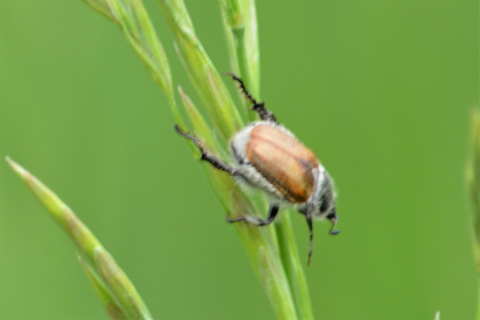 Chaetopteroplia segetum - rozsszipoly