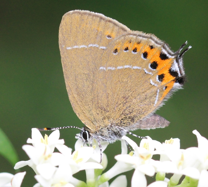 Satyrium pruni - szilvafa-csücsköslepke