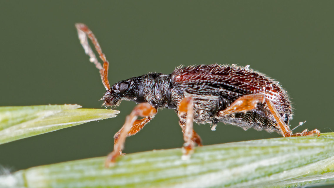 Phyllobius oblongus - közönséges levélormányos