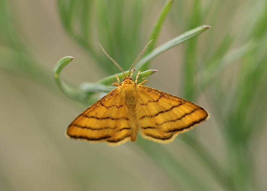 Idaea aureolaria - aranyos sávosaraszoló