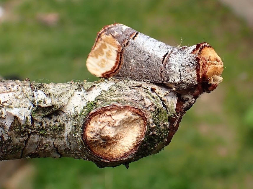 Phalera bucephala - sárgafoltos púposszövő