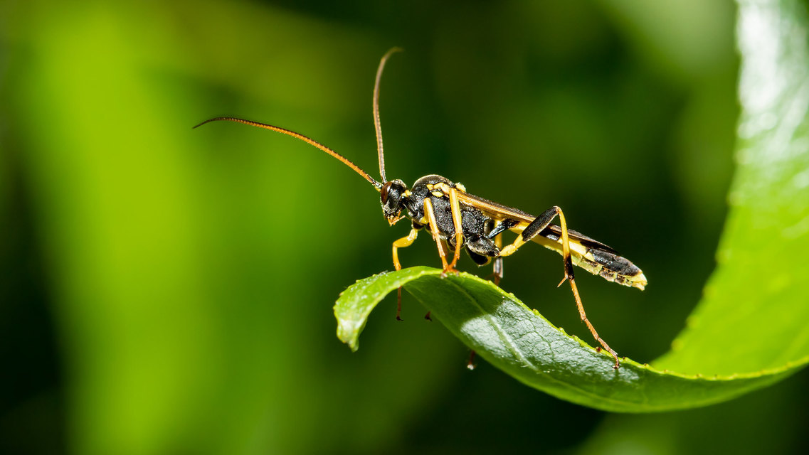 Amblyteles armatorius - fűbagolyfürkész