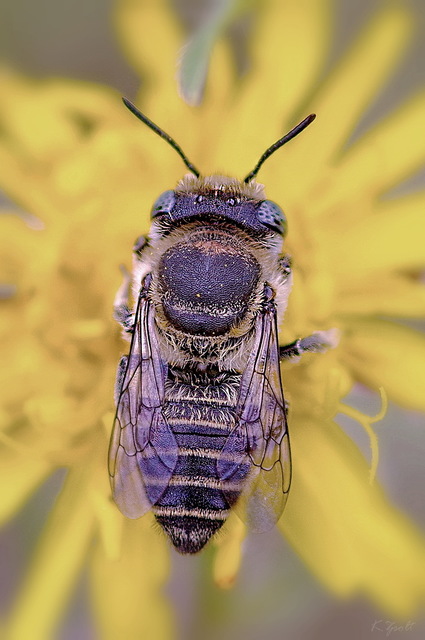 Coelioxys