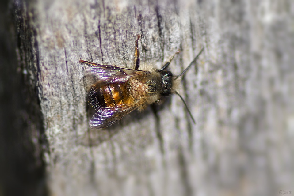 Osmia bicornis - kékfejű faliméh