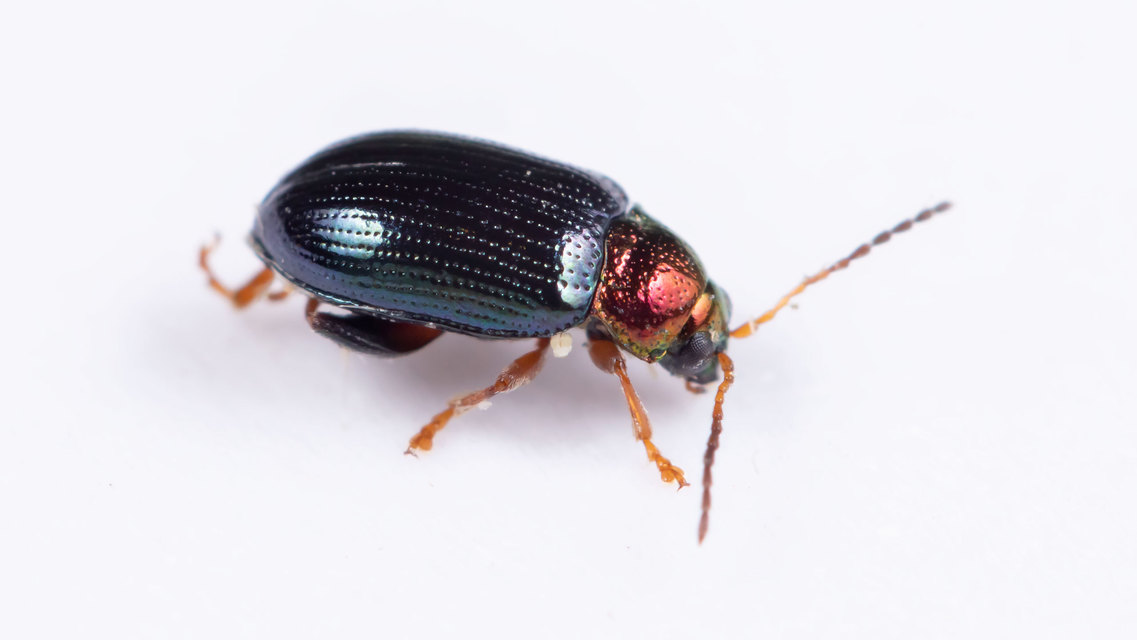 Crepidodera aurata - ékes fűz-földibolha