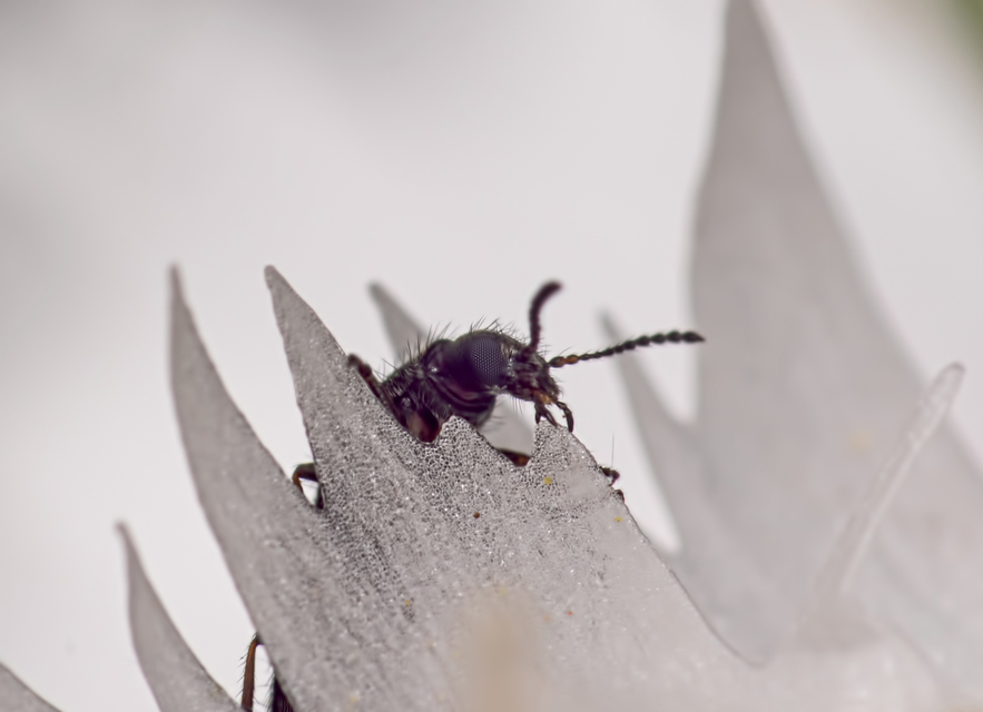Coleoptera - Bogarak