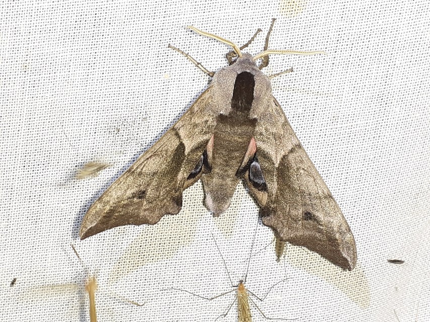 Smerinthus ocellatus - esti pávaszem