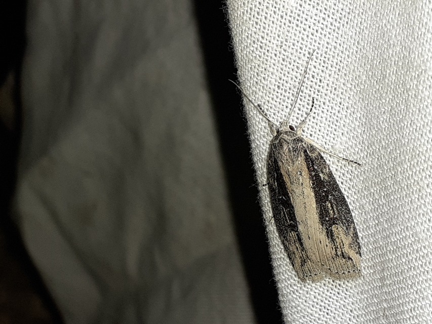 Chilodes maritima - négyfoltos nádibagoly