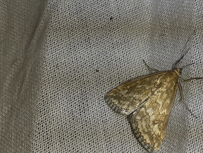 Evergestis frumentalis - tavaszi dudvamoly