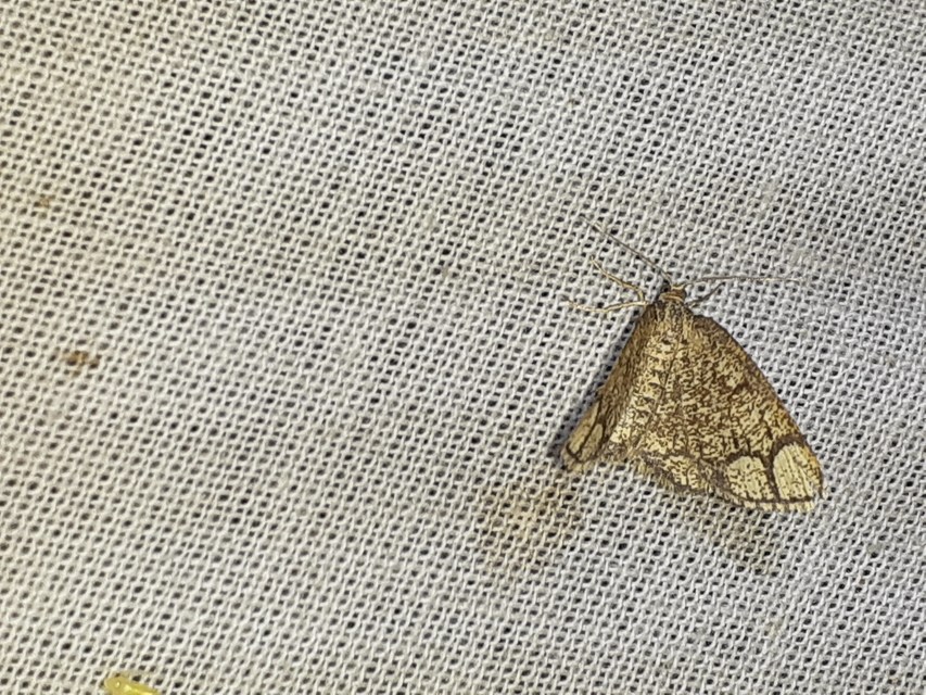 Stegania cararia - gyűrűs nyáraraszoló