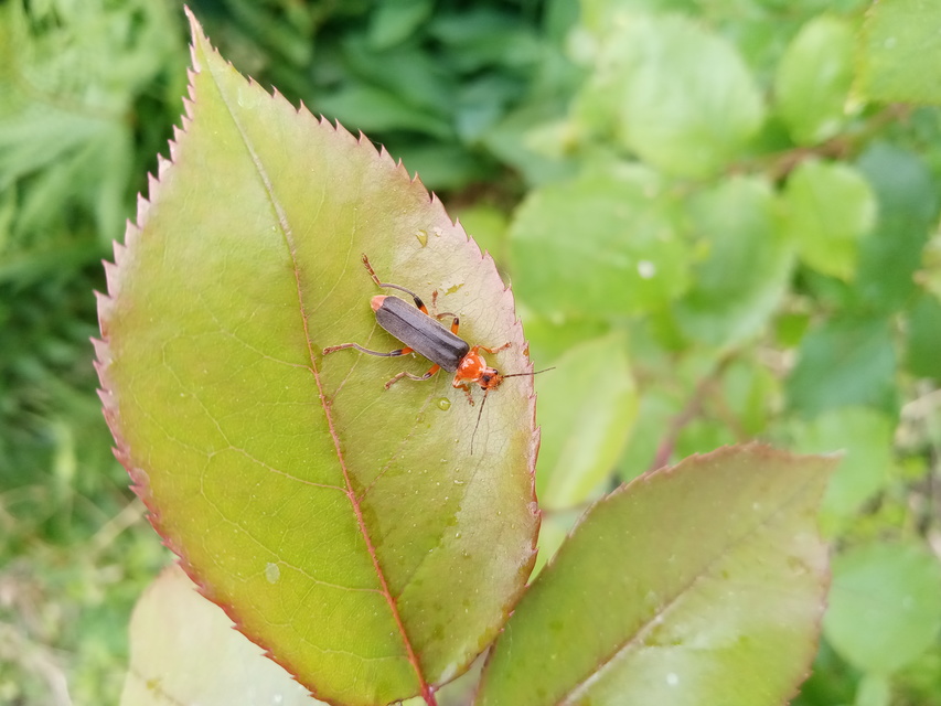 Cantharis livida - mezei lágybogár