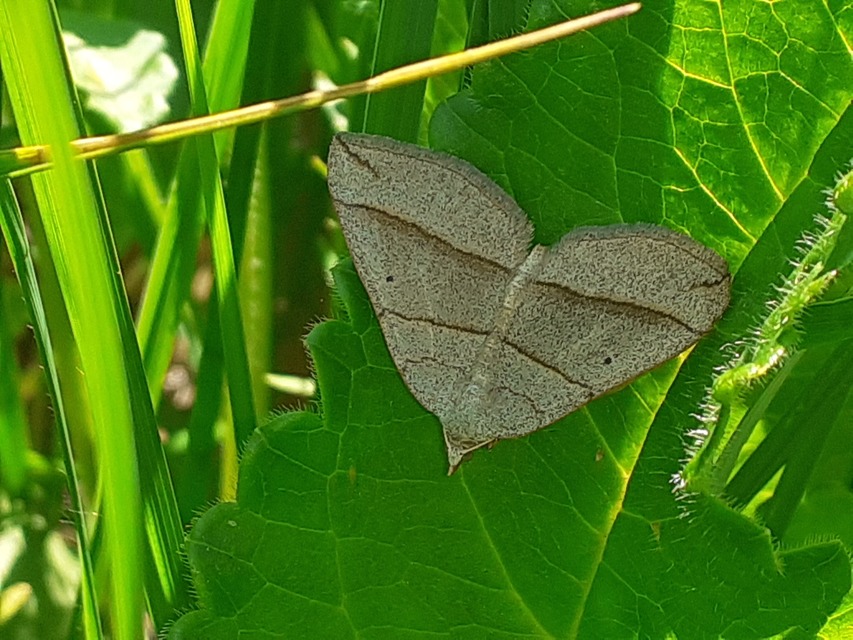 Scotopteryx luridata - háromcsíkos araszoló