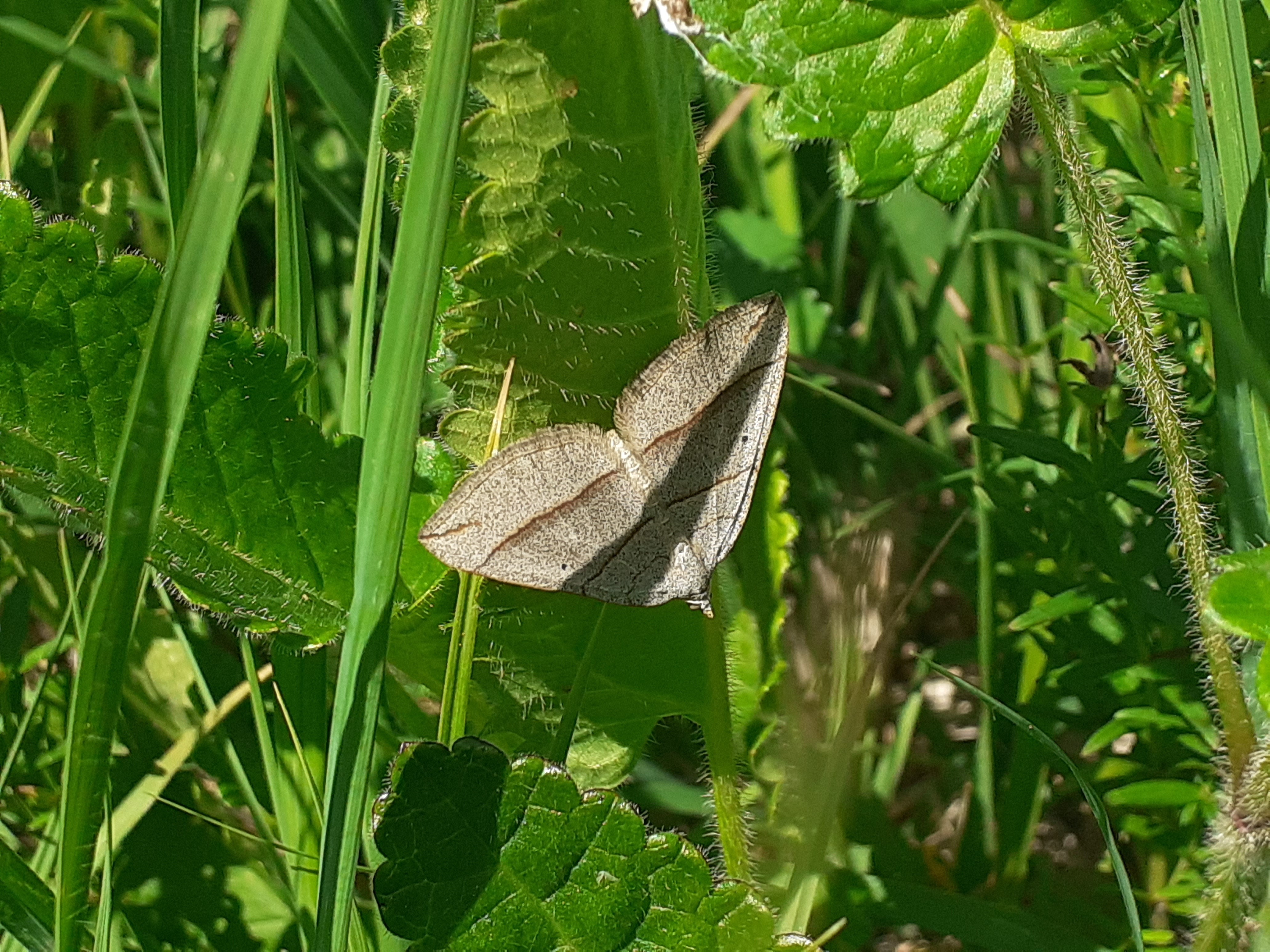 Scotopteryx luridata - háromcsíkos araszoló