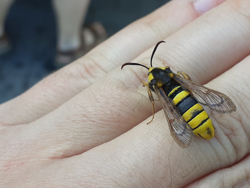 Sesia apiformis - darázslepke