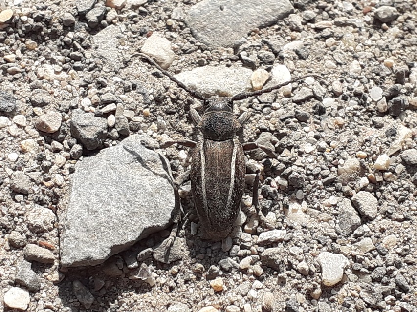 Neodorcadion bilineatum - kétsávos földicincér