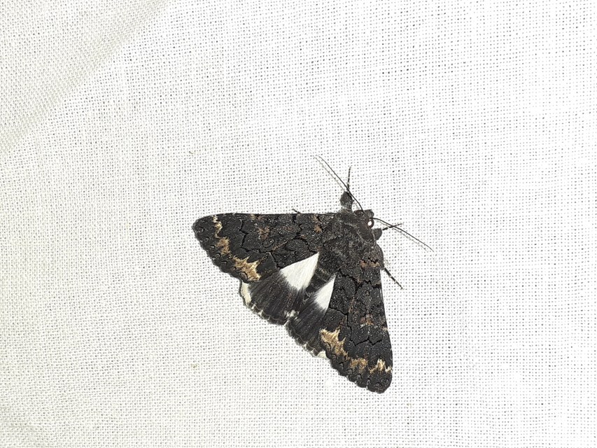 Catephia alchymista - fekete övesbagoly